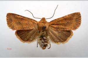 Orrhodia rubiginea var. bulgarica ab. subcompleta Karnoschitzky, 1954 [paratype NMNHSINV0406] (c) National Museum of Natural History, BAS — Invertebrates Collection (NMNHS-INV)