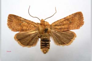Orrhodia rubiginea var. bulgarica ab. subcompleta Karnoschitzky, 1954 [paratype NMNHSINV0407] (c) National Museum of Natural History, BAS — Invertebrates Collection (NMNHS-INV)