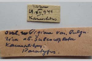 Orrhodia rubiginea var. bulgarica ab. subcompleta Karnoschitzky, 1954 [paratype NMNHSINV0407] (2) (c) National Museum of Natural History, BAS — Invertebrates Collection (NMNHS-INV)