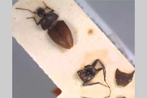 Ceuthophyes enormis B. Guéorguiev, 2007 [paratype NMNHSINV0079] (c) National Museum of Natural History, BAS — Invertebrates Collection (NMNHS-INV)