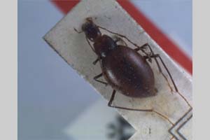 Apholeuonus absoloni Giachino & V. Guéorguiev, 1995 [paratype NMNHSINV0077] (c) National Museum of Natural History, BAS — Invertebrates Collection (NMNHS-INV)
