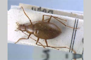 Apholeuonus longicollis pretneri Giachino & V. Guéorguiev, 1995 [holotype NMNHSINV0076] (c) National Museum of Natural History, BAS — Invertebrates Collection (NMNHS-INV)