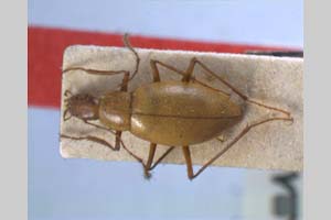 Apholeuonus insignis Giachino & V. Guéorguiev, 1995 [holotype NMNHSINV0078] (c) National Museum of Natural History, BAS — Invertebrates Collection (NMNHS-INV)