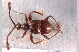 Taiwanophodes magnus Bekchiev, 2010 [paratype NMNHSINV0167] (c) National Museum of Natural History, BAS — Invertebrates Collection (NMNHS-INV)