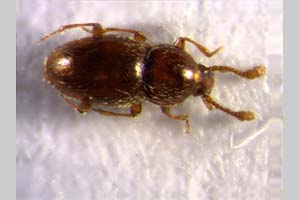 Nanophtalmus bulgaricus Stevanovic, 2009 [paratype NMNHSINV0169] (c) National Museum of Natural History, BAS — Invertebrates Collection (NMNHS-INV)