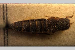 Quedius bulgaricus Scheerpeltz, 1937 [paratype NMNHSINV0170] (c) National Museum of Natural History, BAS — Invertebrates Collection (NMNHS-INV)