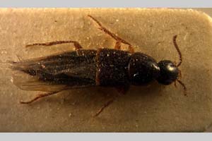 Quedius schipkanus Scheerpeltz, 1937 [paratype NMNHSINV0171] (c) National Museum of Natural History, BAS — Invertebrates Collection (NMNHS-INV)