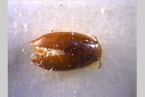 Canthydrus pseudoflavus Rocchi, 1986 [holotype, paratype NMNHSINV0172] (c) National Museum of Natural History, BAS — Invertebrates Collection (NMNHS-INV)