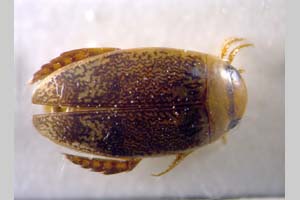 Laccophilus beroni, 1986 [holotype, paratype NMNHSINV0173] (c) National Museum of Natural History, BAS — Invertebrates Collection (NMNHS-INV)