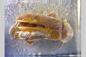 Helodes luteata Klausnitzer, 1979 [holotype NMNHSINV0175] (c) National Museum of Natural History, BAS — Invertebrates Collection (NMNHS-INV)