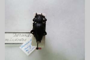 Dorcadion minkovae (Heyrovsky 1962) [holotype NMNHSINV0176] (c) National Museum of Natural History, BAS — Invertebrates Collection (NMNHS-INV)