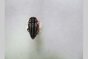 Dorcadion tuleskovi Heyrovský, 1937 [holotype? NMNHSINV0178] (c) National Museum of Natural History, BAS — Invertebrates Collection (NMNHS-INV)