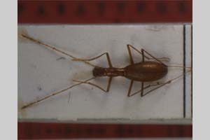 Genestiella gueorguievi Giachino, 1992 [paratype NMNHSINV0082] (c) National Museum of Natural History, BAS — Invertebrates Collection (NMNHS-INV)