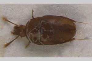 Bathyscia raitchevi Casale, Giachino & Etonti 1990 [paratype NMNHSINV0084] (c) National Museum of Natural History, BAS — Invertebrates Collection (NMNHS-INV)