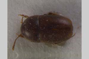 Bathysciola monregalensis Giachino, 1988 [paratype NMNHSINV0085] (c) National Museum of Natural History, BAS — Invertebrates Collection (NMNHS-INV)