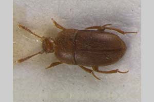 Bathysciola guerzoi Giachino, 1988 [paratype NMNHSINV0086] (c) National Museum of Natural History, BAS — Invertebrates Collection (NMNHS-INV)