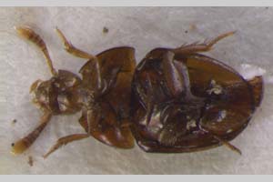 Bureschiana raitchevi Giachino, 1995 [paratype NMNHSINV0088] (c) National Museum of Natural History, BAS — Invertebrates Collection (NMNHS-INV)