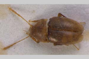 Beronia andreevi Giachino & B. Guéorguiev, 2008 [holotype, paratype NMNHSINV0090] (c) National Museum of Natural History, BAS — Invertebrates Collection (NMNHS-INV)