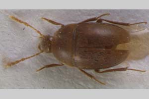 Beskovia beroni Giachino & B. Guéorguiev, 2008 [holotype NMNHSINV0091] (c) National Museum of Natural History, BAS — Invertebrates Collection (NMNHS-INV)