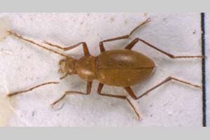Gesciella delioti Giachino & V. Guéorguiev, 1989 [paratype NMNHSINV0094] (c) National Museum of Natural History, BAS — Invertebrates Collection (NMNHS-INV)