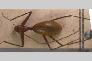 Antroherpon hoermanni orlovacensis V. Guéorguiev, 1990 [holotype, paratype NMNHSINV0095] (c) National Museum of Natural History, BAS — Invertebrates Collection (NMNHS-INV)