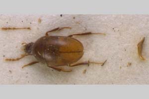 Beskovia bulgarica V. Guéorguiev, 1960 [holotype, paratype NMNHSINV0098] (c) National Museum of Natural History, BAS — Invertebrates Collection (NMNHS-INV)