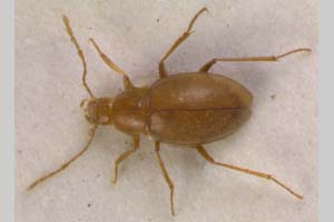 Tranteeviella bulgarica Pretner, 1958 [syntype NMNHSINV0099] (c) National Museum of Natural History, BAS — Invertebrates Collection (NMNHS-INV)