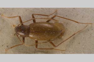 Hexaurus schipkaensis Zerche, 1990 [paratype NMNHSINV0100] (c) National Museum of Natural History, BAS — Invertebrates Collection (NMNHS-INV)