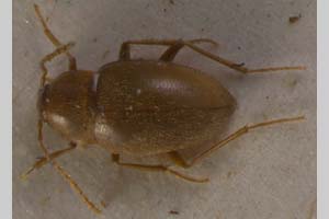 Netolitzkya maneki iltschewi Jeannel, 1924 [holotype NMNHSINV0101] (c) National Museum of Natural History, BAS — Invertebrates Collection (NMNHS-INV)
