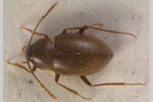 Netolitzkya jeanneli jeanneli Buresch, 1924 [syntype NMNHSINV0102] (c) National Museum of Natural History, BAS — Invertebrates Collection (NMNHS-INV)