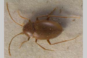 Netolitzkya jeanneli matroffi Jeannel, 1930 [syntype NMNHSINV0103] (c) National Museum of Natural History, BAS — Invertebrates Collection (NMNHS-INV)