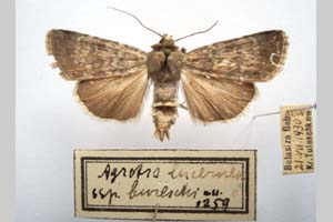 Agrotis lucernea bureschi Tuleschkow, 1932 [syntype NMNHSINV0290] (c) National Museum of Natural History, BAS — Invertebrates Collection (NMNHS-INV)
