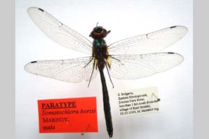 Somatochlora borisi Marinov, 2001 [paratype NMNHSINV0408] (c) National Museum of Natural History, BAS — Invertebrates Collection (NMNHS-INV)
