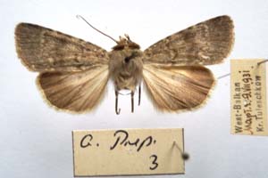 Agrotis lucernea bureschi Tuleschkow, 1932 [syntype NMNHSINV0411] (c) National Museum of Natural History, BAS — Invertebrates Collection (NMNHS-INV)