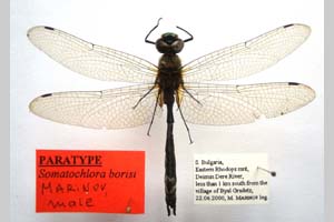 Somatochlora borisi Marinov, 2001 [paratype NMNHSINV0408] (2) (c) National Museum of Natural History, BAS — Invertebrates Collection (NMNHS-INV)