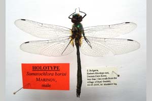Somatochlora borisi Marinov, 2001 [holotype NMNHSINV0410] (c) National Museum of Natural History, BAS — Invertebrates Collection (NMNHS-INV)