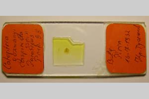 Catoptria gozmanyi casperella Ganev, 1983 [paratype NMNHSINV0332] (3) (c) National Museum of Natural History, BAS — Invertebrates Collection (NMNHS-INV)