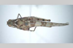 Sphingonotus caerulans exornatus Nedelkov, 1908 [holotype NMNHSINV0274] (c) National Museum of Natural History, BAS — Invertebrates Collection (NMNHS-INV)