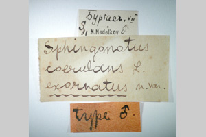 Sphingonotus caerulans exornatus Nedelkov, 1908 [holotype NMNHSINV0274] (2) (c) National Museum of Natural History, BAS — Invertebrates Collection (NMNHS-INV)