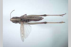 Stenobothrus bulgaricus Ramme, 1933 [holotype NMNHSINV0275] (c) National Museum of Natural History, BAS — Invertebrates Collection (NMNHS-INV)
