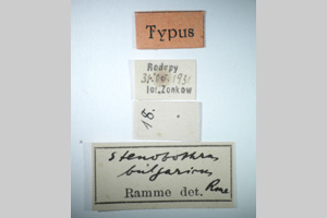 Stenobothrus bulgaricus Ramme, 1933 [holotype NMNHSINV0275] (2) (c) National Museum of Natural History, BAS — Invertebrates Collection (NMNHS-INV)