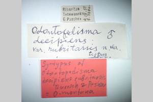 Odontopodisma decipiens rubritarsis Buresch & Peshev, 1955 [syntypes NMNHSINV0276] (2) (c) National Museum of Natural History, BAS — Invertebrates Collection (NMNHS-INV)