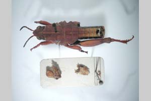 Paranocarodes chopardi Peshev, 1965 [holotype NMNHSINV0278] (c) National Museum of Natural History, BAS — Invertebrates Collection (NMNHS-INV)