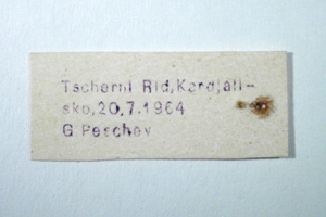 Paranocarodes chopardi Peshev, 1965 [holotype NMNHSINV0278] (2) (c) National Museum of Natural History, BAS — Invertebrates Collection (NMNHS-INV)