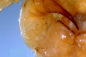 Eupolybothrus andreevi Matic, 1964 [holotype NMNHSINV0412] (2) (c) National Museum of Natural History, BAS — Invertebrates Collection (NMNHS-INV)