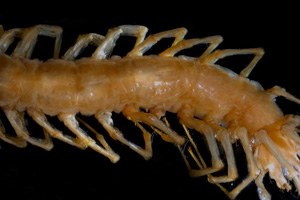 Eupolybothrus andreevi Matic, 1964 [holotype NMNHSINV0412] (c) National Museum of Natural History, BAS — Invertebrates Collection (NMNHS-INV)