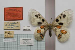 Parnassius apollo var. (ab.) rhodopensis Markowitsch, 1910 [не е тип NMNHSINV01001] (c) Национален природонаучен музей, БАН — Колекция Безгръбначни животни (NMNHS-INV)