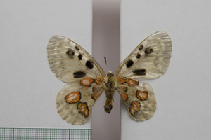 Parnassius apollo var. (ab.) rhodopensis Markowitsch, 1910 [не е тип NMNHSINV01001] (2) (c) Национален природонаучен музей, БАН — Колекция Безгръбначни животни (NMNHS-INV)