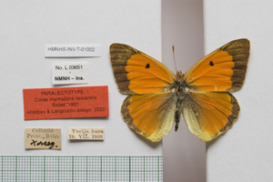 Colias myrmidone balcanica Rebel, 1901 [паралектотип NMNHSINV01002] (c) Национален природонаучен музей, БАН — Колекция Безгръбначни животни (NMNHS-INV)