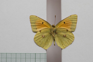 Colias myrmidone balcanica Rebel, 1901 [паралектотип NMNHSINV01002] (2) (c) Национален природонаучен музей, БАН — Колекция Безгръбначни животни (NMNHS-INV)
